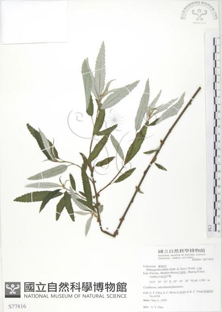 水麻藏品圖，第1張