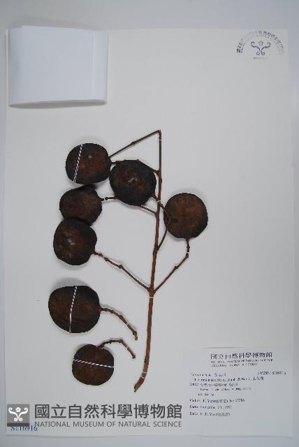 藍花楹藏品圖，第1張