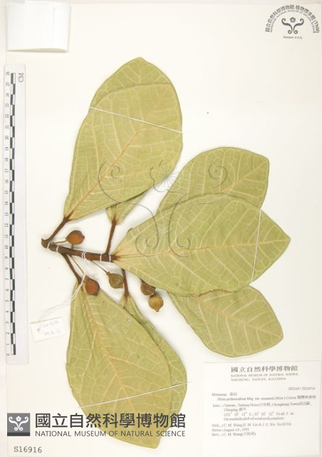 鵝鑾鼻蔓榕藏品圖，第1張