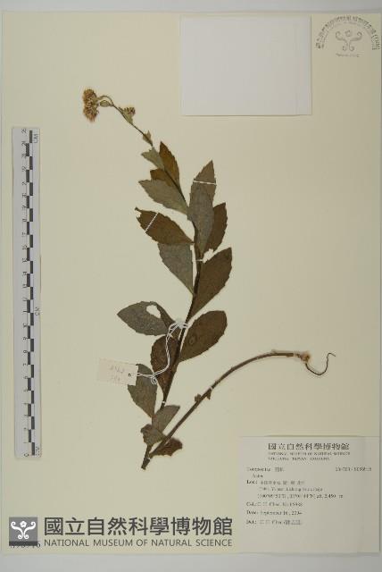 登錄號:S096916藏品圖，第1張