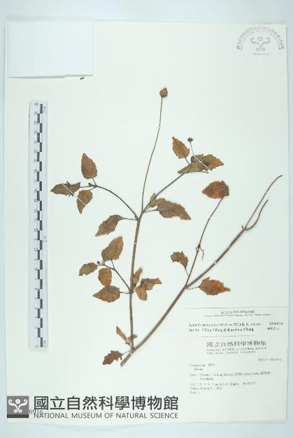 金鈕釦藏品圖，第1張