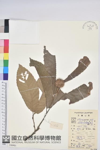 板栗藏品圖，第1張