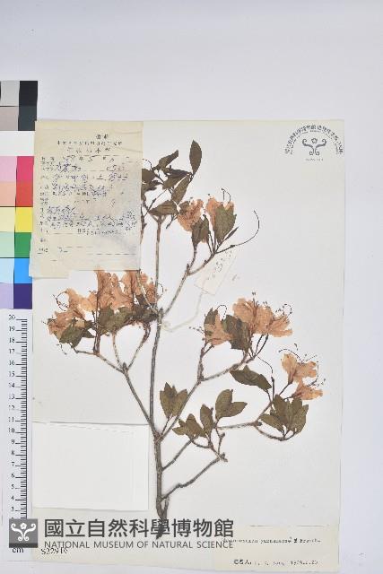 雲南杜鵑藏品圖，第1張