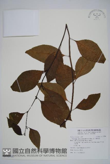 多子漿果莧藏品圖，第1張