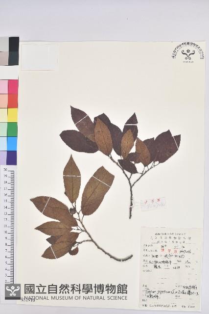 白木烏臼藏品圖，第1張