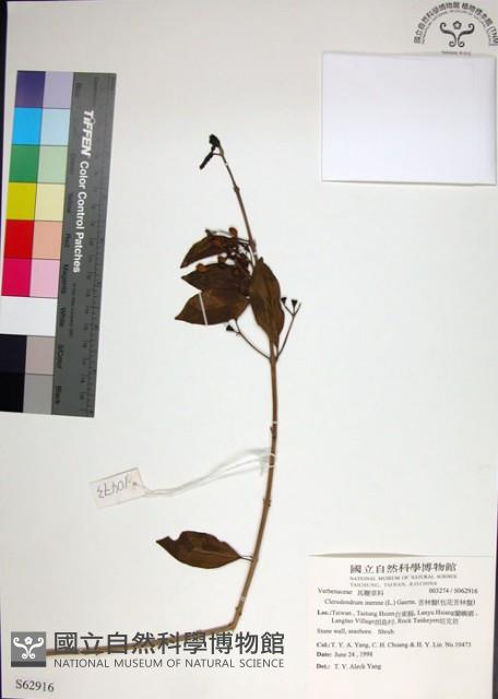 苦林盤藏品圖，第1張