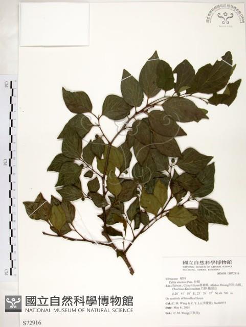 朴樹藏品圖，第1張