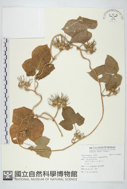 碗仔花藏品圖，第1張