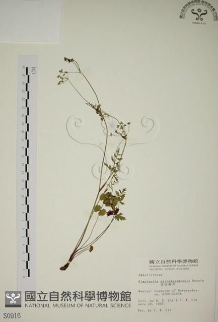 玉山茴香藏品圖，第1張