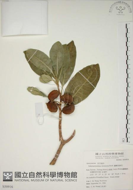 蘭嶼馬蹄花藏品圖，第1張