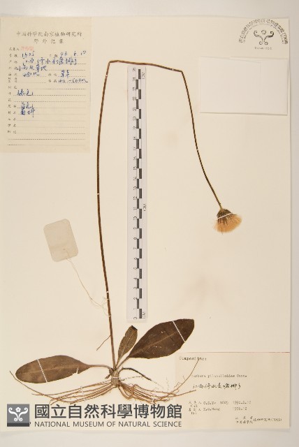 毛大丁草藏品圖，第1張