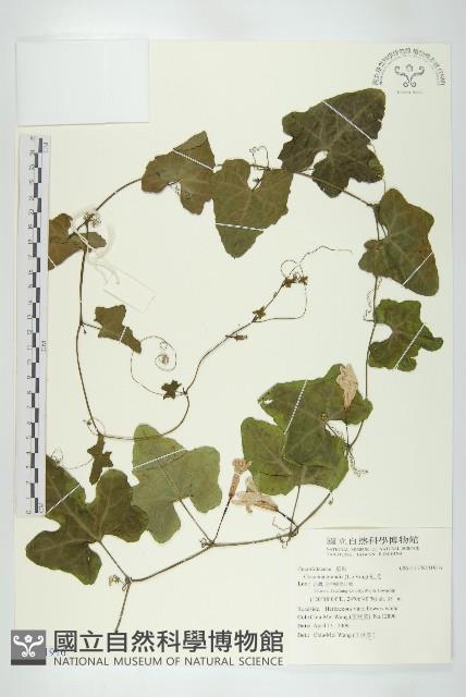 紅瓜藏品圖，第1張