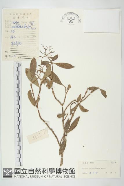 小棶木藏品圖，第1張