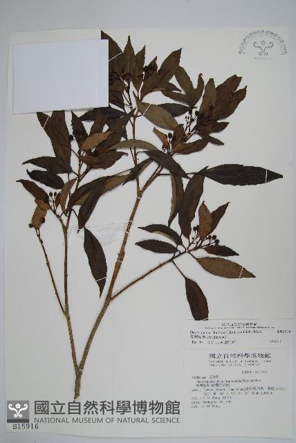 臺灣樹參藏品圖，第1張