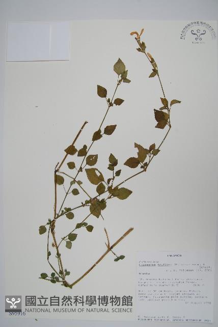 三花槍刀菜藏品圖，第1張