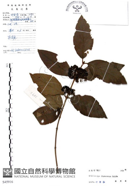 杜虹花，台灣紫珠藏品圖，第1張