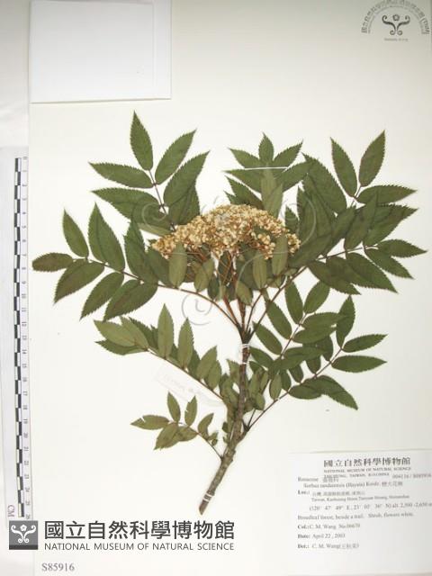 巒大花楸藏品圖，第1張