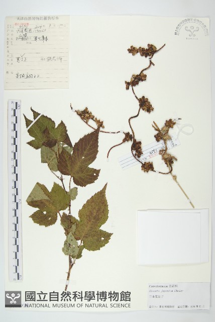 日本菟絲子藏品圖，第1張