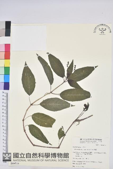 山靛藏品圖，第1張