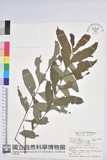 裡白饅頭果藏品圖，第1張