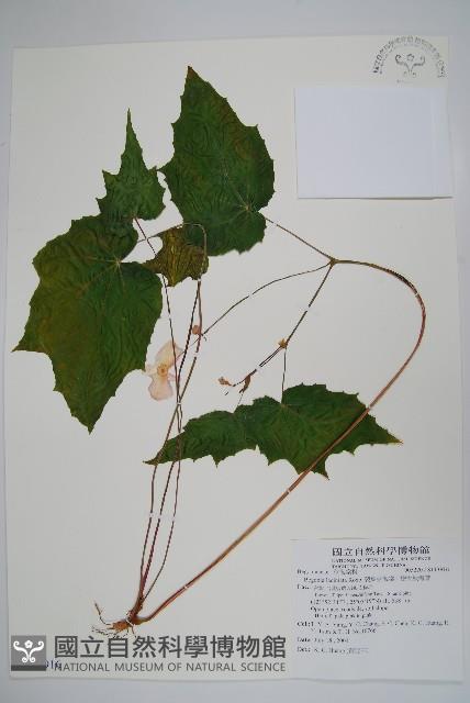 裂葉秋海棠、巒大秋海棠藏品圖，第1張