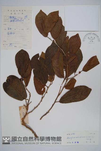 土壇樹藏品圖，第1張