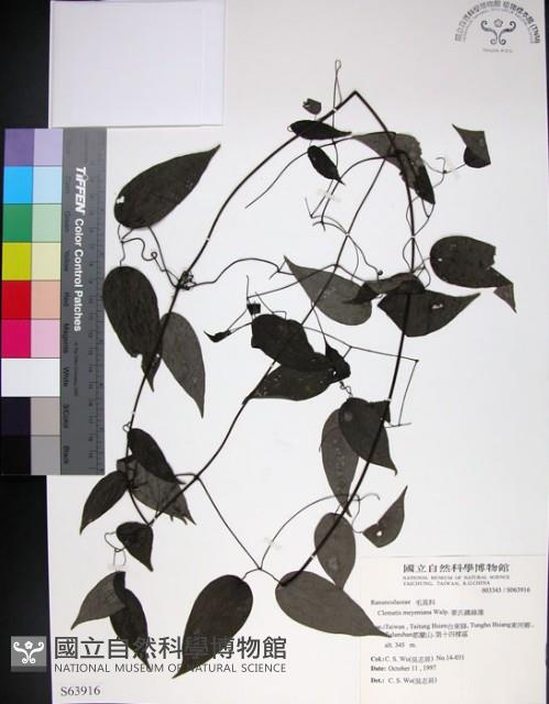 柱果鐵線蓮藏品圖，第1張