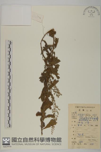 牡蒿藏品圖，第1張