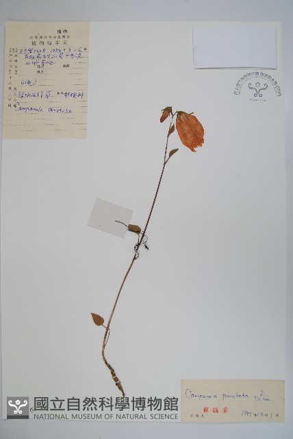紫斑風鈴草藏品圖，第1張