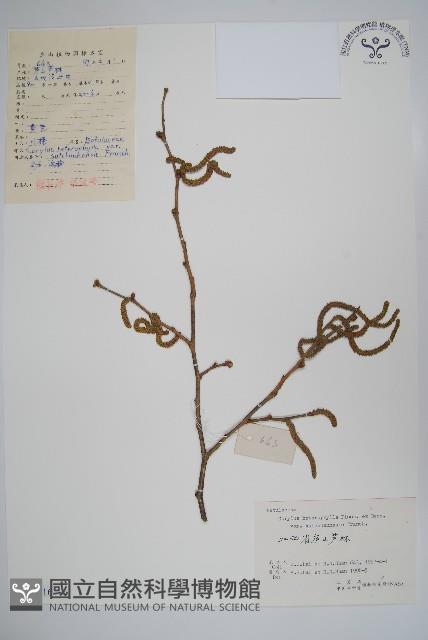 川榛藏品圖，第1張