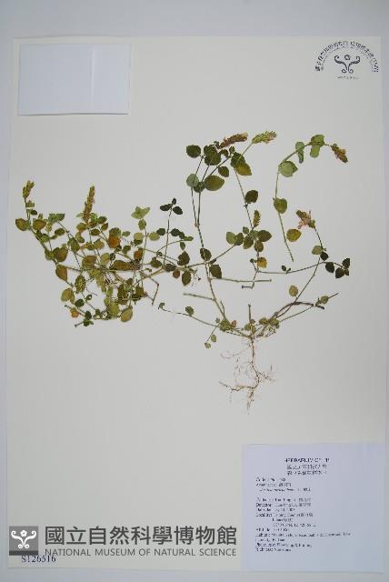 爵床藏品圖，第1張