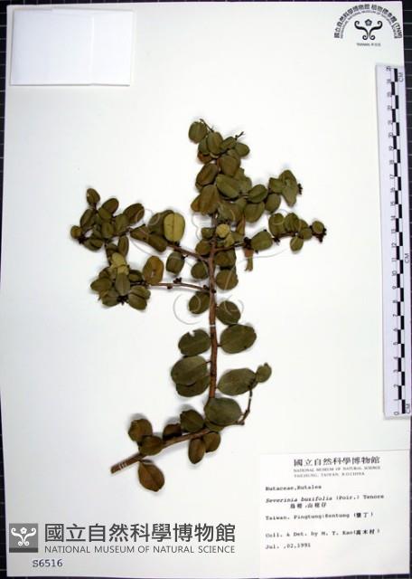 烏柑仔藏品圖，第1張