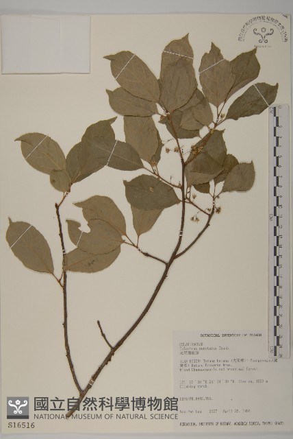 光果南蛇藤藏品圖，第1張