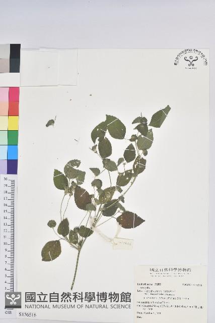 登錄號:S156516藏品圖，第1張