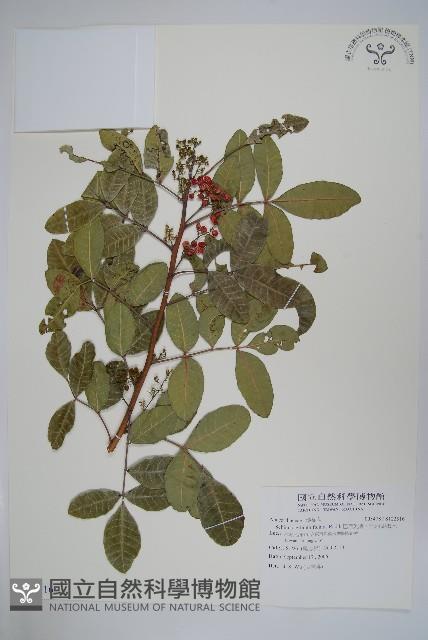 巴西乳香、巴西胡椒木藏品圖，第1張