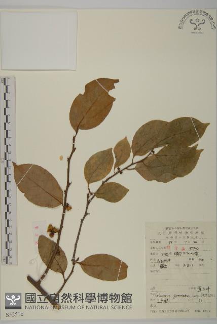 哥蘭葉藏品圖，第1張