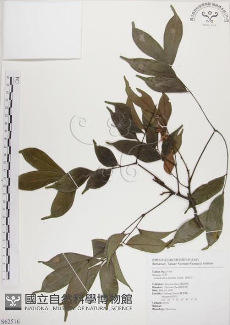 頷垂豆藏品圖，第1張