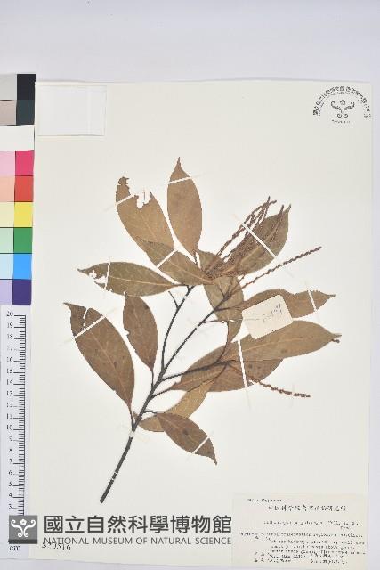 多穗石櫟藏品圖，第1張