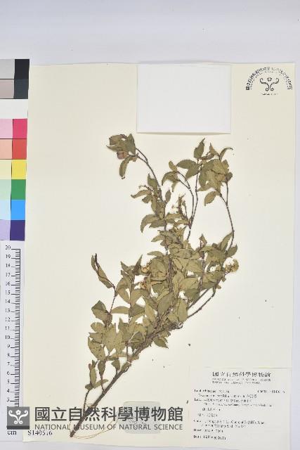 草沉香藏品圖，第1張