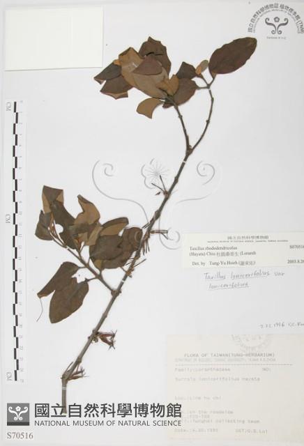 杜鵑桑寄生藏品圖，第1張