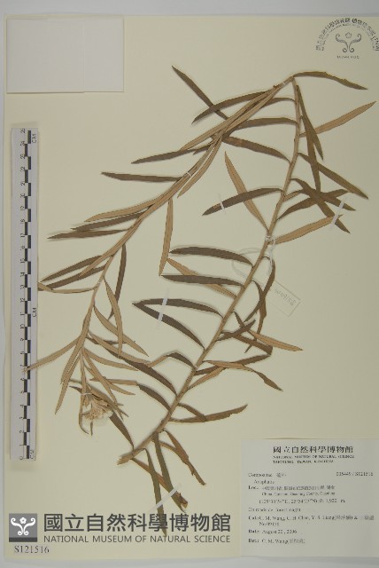 登錄號:S121516藏品圖，第1張