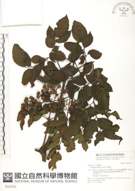 火筒樹藏品圖，第1張