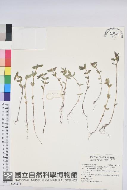 乳仔草、大飛揚藏品圖，第1張