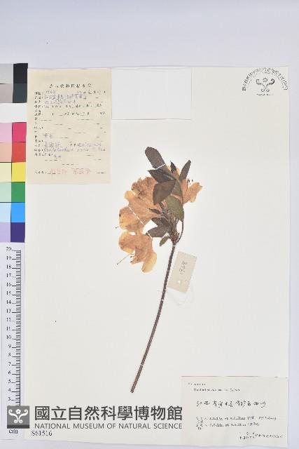 羊躑躅藏品圖，第1張