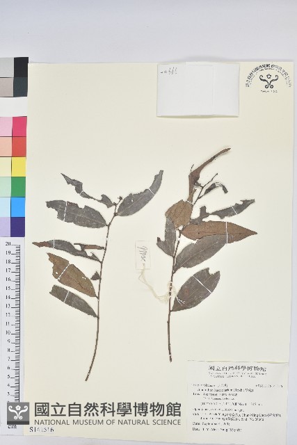 登錄號:S141516藏品圖，第1張