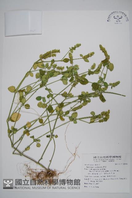 爵床藏品圖，第1張