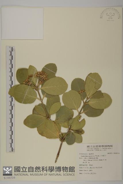 日本衛矛, 大葉黃楊藏品圖，第1張