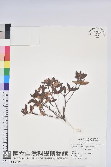 金毛杜鵑藏品圖，第1張