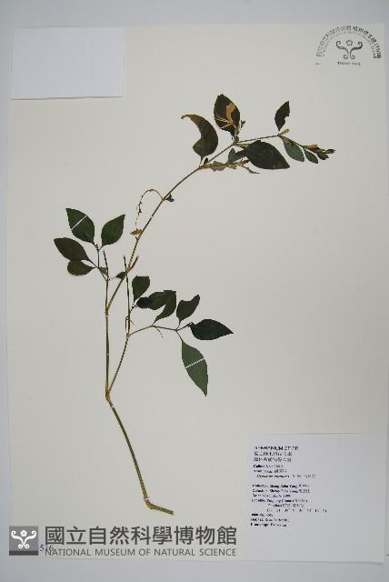 Accession Number:S065516 Collection Image, Figure 1, Total 2 Figures