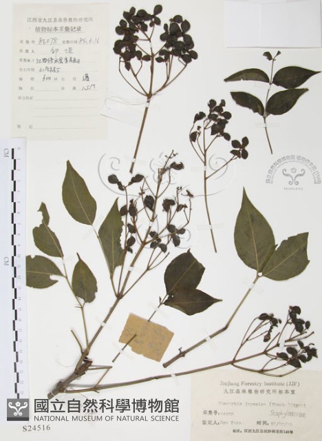 灰色木藍藏品圖，第1張